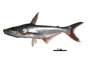  ( - LPh 3)  @11 [ ] Copyright  Unspecified Institute of Biology, UP Diliman