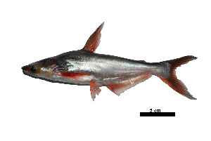  ( - LPh 6)  @11 [ ] Copyright  Unspecified Institute of Biology, UP Diliman