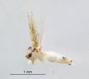  (Echmepteryx madagascarensis - BIOUG16751-C10)  @12 [ ] CreativeCommons - Attribution (2014) Centre for Biodiversity Genomics Centre for Biodiversity Genomics