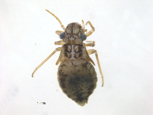 (Hyalopsocus - BIOUG16752-A05)  @14 [ ] CreativeCommons - Attribution (2014) Centre for Biodiversity Genomics Centre for Biodiversity Genomics