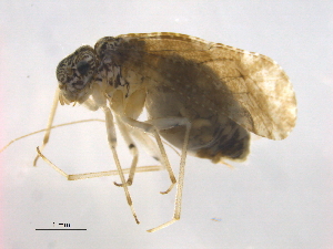  (Myopsocidae - BIOUG16752-B06)  @14 [ ] CreativeCommons - Attribution (2014) Centre for Biodiversity Genomics Centre for Biodiversity Genomics