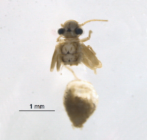  (Indiopsocus bisignatus - BIOUG16752-C07)  @11 [ ] CreativeCommons - Attribution (2014) Centre for Biodiversity Genomics Centre for Biodiversity Genomics