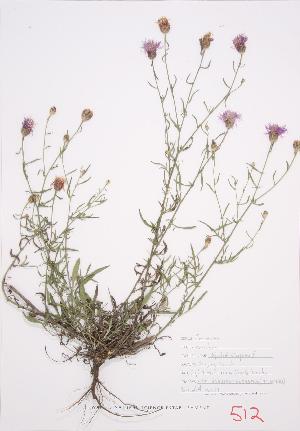  ( - UD 029)  @11 [ ] Copyright (2009) Steven Newmaster University of Guelph BIO Herbarium