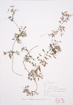  (Adlumia fungosa - LL 002)  @11 [ ] Copyright (2009) Steven Newmaster University of Guelph BIO Herbarium