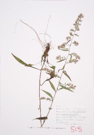  ( - JH 002)  @11 [ ] Copyright (2009) Steven Newmaster University of Guelph BIO Herbarium