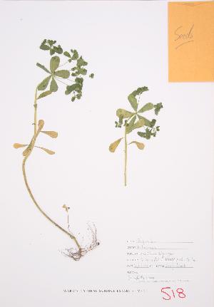  ( - LL 001)  @11 [ ] Copyright (2009) Steven Newmaster University of Guelph BIO Herbarium