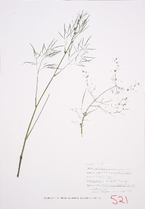 ( - JH 007)  @11 [ ] Copyright (2009) Steven Newmaster University of Guelph BIO Herbarium