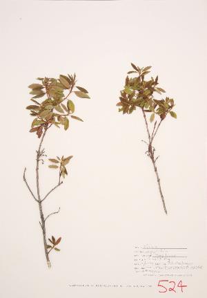  (Kalmia angustifolia - JH 015)  @11 [ ] Copyright (2009) Steven Newmaster University of Guelph BIO Herbarium