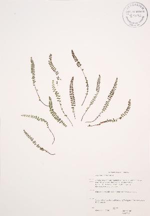  ( - JAG 0245)  @11 [ ] Copyright (2009) Steven Newmaster University of Guelph BIO Herbarium