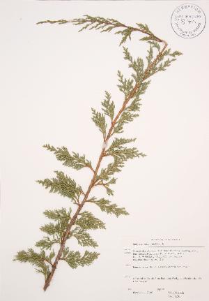  (Juniperus horizontalis - JAG 0235)  @11 [ ] Copyright (2009) Steven Newmaster University of Guelph BIO Herbarium