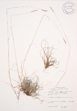  ( - JAG 0226)  @11 [ ] Copyright (2009) Steven Newmaster University of Guelph BIO Herbarium