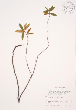  ( - JAG 0748)  @11 [ ] Copyright (2009) Steven Newmaster University of Guelph BIO Herbarium