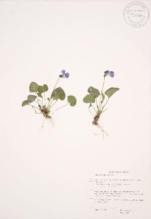  ( - JAG 0463)  @11 [ ] Copyright (2009) Steven Newmaster University of Guelph BIO Herbarium