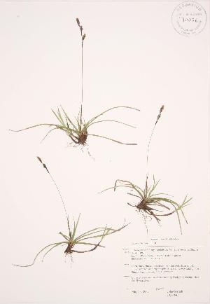  ( - JAG 0465)  @11 [ ] Copyright (2009) Steven Newmaster University of Guelph BIO Herbarium