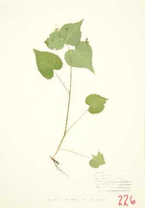  ( - JEM 004)  @11 [ ] Copyright (2009) Steven Newmaster University of Guelph BIO Herbarium
