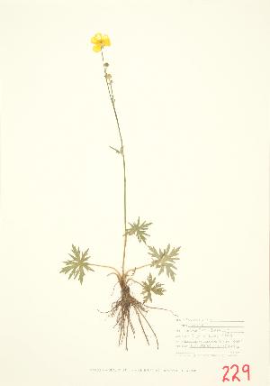  ( - UD 006)  @11 [ ] Copyright (2009) Steven Newmaster University of Guelph BIO Herbarium