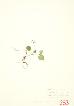  ( - UD 003)  @11 [ ] Copyright (2009) Steven Newmaster University of Guelph BIO Herbarium