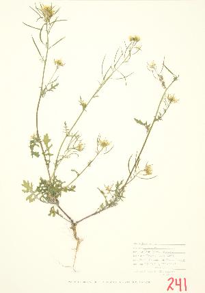  (Erucastrum gallicum - JEM 020)  @11 [ ] Copyright (2009) Steven Newmaster University of Guelph BIO Herbarium