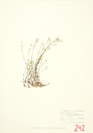  ( - JEM 014)  @11 [ ] Copyright (2009) Steven Newmaster University of Guelph BIO Herbarium