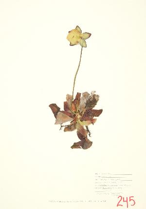  (Sarracenia purpurea - JEM 019)  @11 [ ] Copyright (2009) Steven Newmaster University of Guelph BIO Herbarium