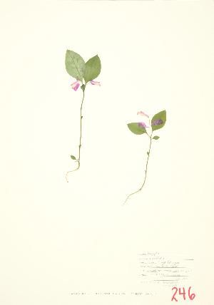  ( - JEM 034)  @11 [ ] Copyright (2009) Steven Newmaster University of Guelph BIO Herbarium