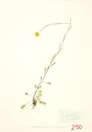  ( - UD 005)  @11 [ ] Copyright (2009) Steven Newmaster University of Guelph BIO Herbarium