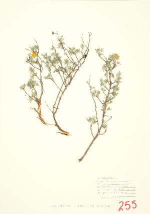  (Potentilla fruticosa ssp floribunda - JEM 013)  @11 [ ] Copyright (2009) Steven Newmaster University of Guelph BIO Herbarium