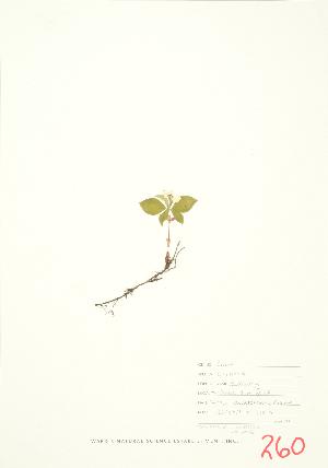  ( - JEM 036)  @11 [ ] Copyright (2009) Steven Newmaster University of Guelph BIO Herbarium