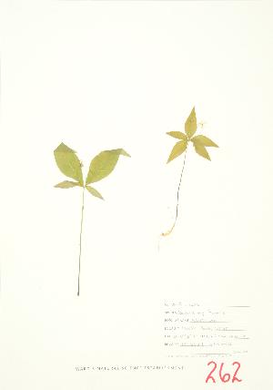  ( - JEM 031)  @11 [ ] Copyright (2009) Steven Newmaster University of Guelph BIO Herbarium