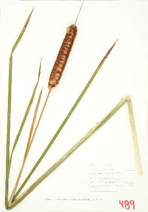 ( - ABM 029)  @11 [ ] Copyright (2009) Steven Newmaster University of Guelph BIO Herbarium