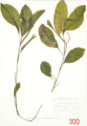  (Potamogeton amplifolius - ABM 041)  @11 [ ] Copyright (2009) Steven Newmaster University of Guelph BIO Herbarium