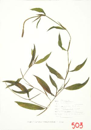  ( - ABM 046)  @11 [ ] Copyright (2009) Steven Newmaster University of Guelph BIO Herbarium