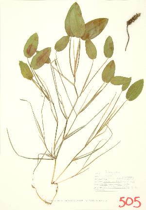  ( - ABM 048)  @11 [ ] Copyright (2009) Steven Newmaster University of Guelph BIO Herbarium