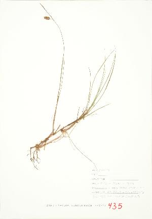  ( - JEM 113)  @11 [ ] Copyright (2009) Steven Newmaster University of Guelph BIO Herbarium