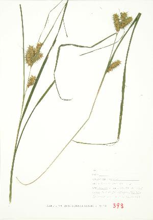  ( - JEM 157)  @11 [ ] Copyright (2009) Steven Newmaster University of Guelph BIO Herbarium