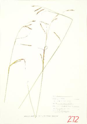  ( - JEM 050A)  @11 [ ] Copyright (2009) Steven Newmaster University of Guelph BIO Herbarium