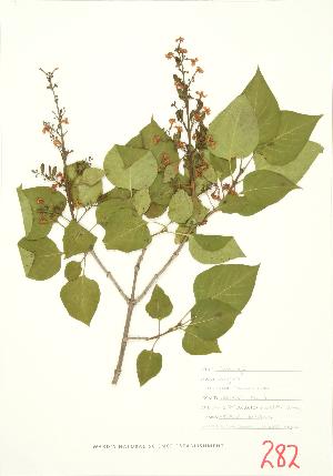  ( - MMD 015)  @11 [ ] Copyright (2009) Steven Newmaster University of Guelph BIO Herbarium