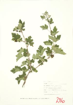  ( - JEM 047)  @11 [ ] Copyright (2009) Steven Newmaster University of Guelph BIO Herbarium