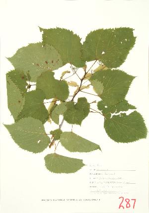  ( - JEM 077A)  @11 [ ] Copyright (2009) Steven Newmaster University of Guelph BIO Herbarium
