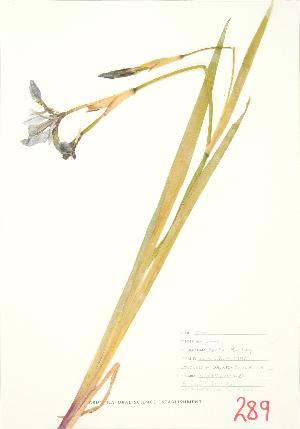  ( - JEM 083A)  @11 [ ] Copyright (2009) Steven Newmaster University of Guelph BIO Herbarium