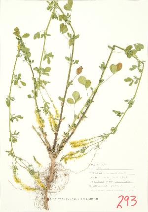 ( - UD 019)  @11 [ ] Copyright (2009) Steven Newmaster University of Guelph BIO Herbarium