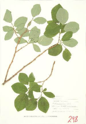  ( - UD 023)  @11 [ ] Copyright (2009) Steven Newmaster University of Guelph BIO Herbarium