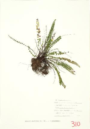  ( - UD 018)  @11 [ ] Copyright (2009) Steven Newmaster University of Guelph BIO Herbarium