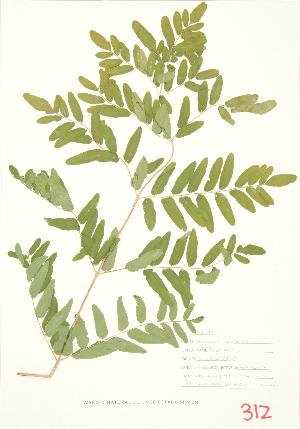  ( - MMD 022)  @11 [ ] Copyright (2009) Steven Newmaster University of Guelph BIO Herbarium