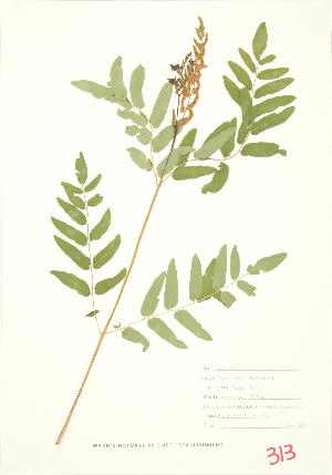  ( - MMD 022)  @11 [ ] Copyright (2009) Steven Newmaster University of Guelph BIO Herbarium