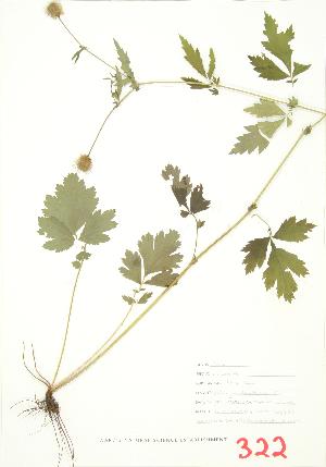  ( - MMD 046)  @11 [ ] Copyright (2009) Steven Newmaster University of Guelph BIO Herbarium
