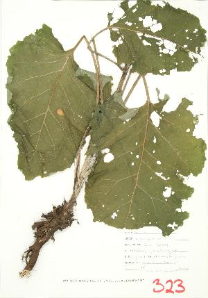  ( - MMD 041)  @11 [ ] Copyright (2009) Steven Newmaster University of Guelph BIO Herbarium