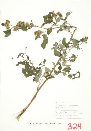  ( - MMD 041)  @11 [ ] Copyright (2009) Steven Newmaster University of Guelph BIO Herbarium