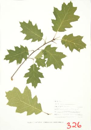  ( - MMD 034)  @11 [ ] Copyright (2009) Steven Newmaster University of Guelph BIO Herbarium