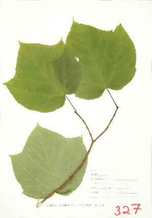 (Sapindales - JEM 071)  @14 [ ] Copyright (2009) Steven Newmaster University of Guelph BIO Herbarium